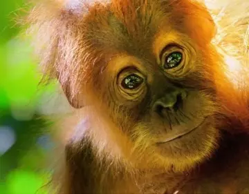 Notre Planète   Les Jungles